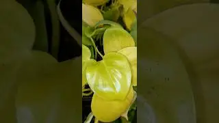 Philodendron scandens 'Lemon Lime'