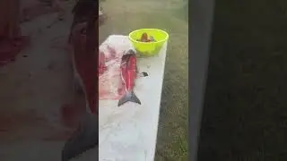 Cutting salmon at Anaham or Tl'etinqox