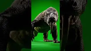 komodo dragon Green Screen | Realistic Animal Animation | 4K Chroma Key Footage