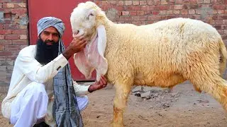 Beautiful Kajlay Chatray - Zafar Bhai Kay Kajlay Lahore 2021