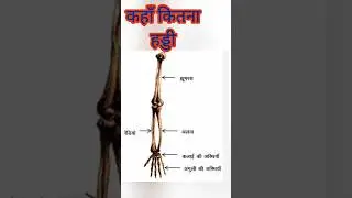 पैर की हड्डी.#shorts #shortvideo #youtubeshorts #arcarrierpoint #khansir #science #biology