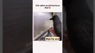 Wait for end 😢| emotional video | birds video | emotional status | birds emotional video | #shorts