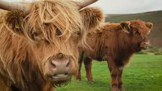 Magnificent Mires: a Devon Wildlife Trust film narrated by Rob Brown
