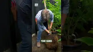 How do you plant a tree the RIGHT way? 🌳 #gardening #garden #treestagram #trees