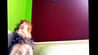 Mikko singing dog