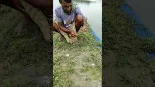 Duck trap