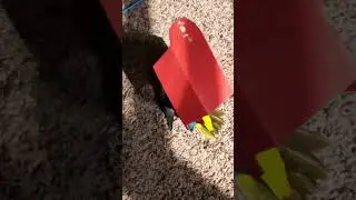 Older video..enjoy! #shorts #Thailand #Thai #music #pets #birds #parrot #cute #น่ารัก #กางเกงขาสั้น