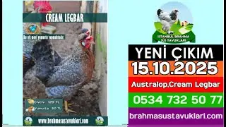 Yeni &Ccedil;ıkım 15.10.2025 - Australop,Cream Legbar