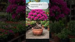 hablemos de la Buganbilia parte 3/3 #lapazbcs #plantas #vivero #jardin #flores