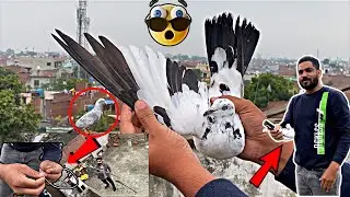 High flyer kabutar pakda 😍 || Pigeon catching video || pigeon catch