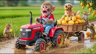 🐒😱 Monkey NaNa trapped in deep mud while harvesting mangoes! Emergency rescue!