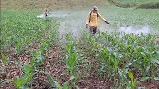 Harganya Murah‼️dan Efektif Membasmi Gulma Liar Pada Tanaman Jagung Usia 25 hari