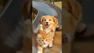puppy dog and kitten playing slicing #pets #funny #cat #cute #animals