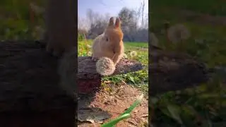 Rotating dandelion 🌼 cute pet rabbit cute garden pet how cute a rabbit eats dandelion