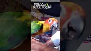 Jerry my hand team sun conure 🦜🦜#sunconuremalayalam #sunconurebird