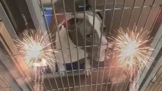 Bay Area shelter gearing up for increase in lost pets due to fireworks