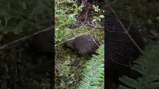 Kiwi birds at Stewart Island, North west circuit, Hiking # #mountaintracks #nature #hiking  #kiwi