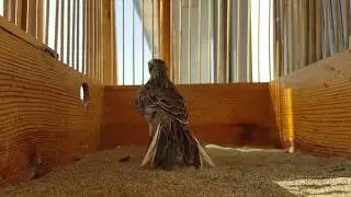 Қушларим.Мои птицы.My birds.