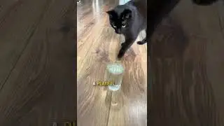 Curious cat does this every time he drinks water 🥰 💕 #shorts #cat