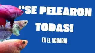 &iexcl;Las Bettas se Rebelaron en el Acuario Salvaje! #peces #bettas #aquarium