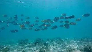 Playa Pesquero snorkelling April 2018
