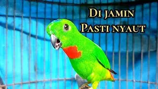 #SERINDITPIKAT Suara Serindit pikat paling di cari, SERINDIT MEMANGGIL 100% AMPUH & TERBUKTI