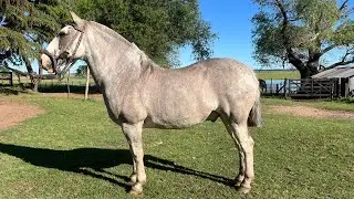 CABALLO OVERO  ENTREPESADO MUY MANSO DE ANDAR Y BUEN CABALLO PARA TRABAJO -$3.000.000 LOSEQUINOS.COM