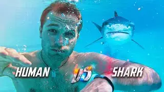 Human vs Shark
