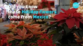 Mexico&rsquo;s Poinsettia flower tradition