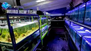 A NEW RARE FISH FOR THE FISH ROOM!