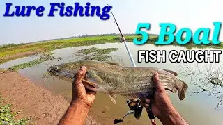 🎣Caught Many Boal Fish In Village Beel In The Afternoon ! শান্ত বিলে টানে টানে বোয়াল মাছ ধরা