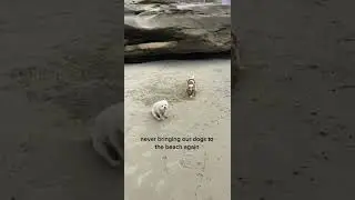 Dog Digging Hole And Dragging Butt At Beach
