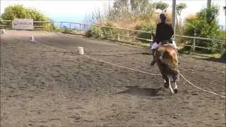 Dressage Cob Normand 
