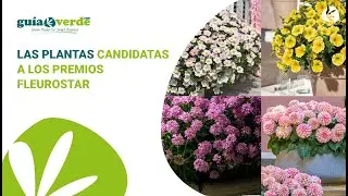 Informativo GV - Las 7 plantas finalistas de los premios FleuroStar