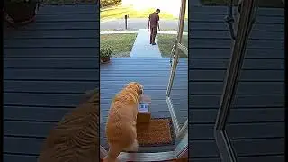 Real Moments Caught on Home Cameras