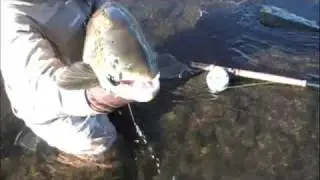 SPEYCO FLY REELS 