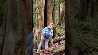 Marymere falls hike in Olympic National Park, 5-11-22