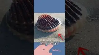 What&rsquo;s Inside This Seashell? It Walks With a Foot! #WeirdSeaCreatures #SeashellLife #marinebiology
