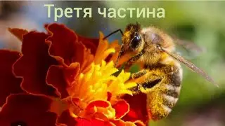WHAT DO BEES EAT IN THE END? Silver for bees! // Part Three