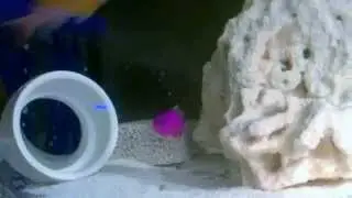 strawberry dottyback / p.porphyreus