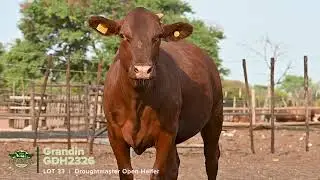 Lot 33 | GDH23-26 | Droughtmaster Cow & Calf