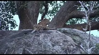 Spotting an alpha leopard owning a hill