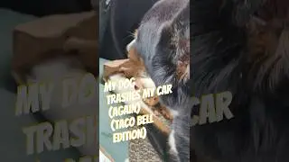 My dog trashes my car part #3: #tacobell #bernese #husky mix