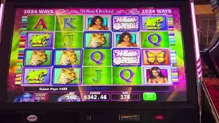 Сейчас играю в еще одну старую игру от IGT — White Orchid!