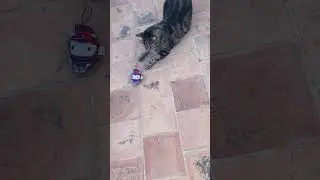 My Cat Playing 😻 #cat #catshorts #catlover #playingcat #pet #petshort #playfulcat #petshorts