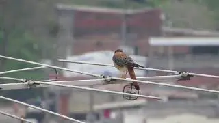 Raptor nature aguilucha free stock video. Free for use & download. - No Copyright and Royalty Free V
