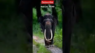 Kabini KING Elephant | #karnataka #shorts #elephant #jailer