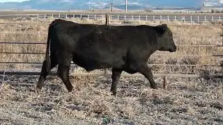 LOT 166 Red Bluff Bull Sale 2026