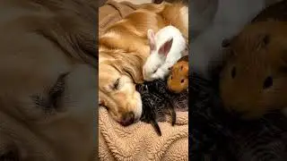 Unlikely Animal Friends Cuddle Session