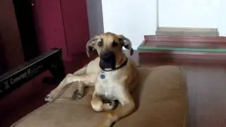Great Dane Puppy Rupert - Accompanies Harmonica - Age 5.5 Months